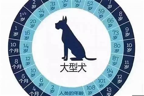 属狗的今年几岁|属狗的今年多少岁 2024年属狗的人年龄